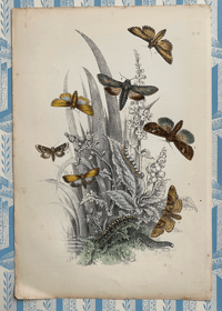 Antique Moth Print (27)