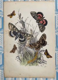 Antique moth print (30)