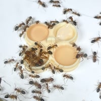 Image 3 of Grand drone