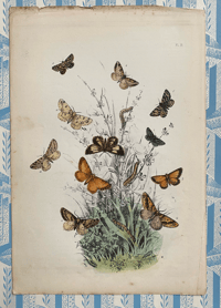 Antique moth print (31)