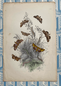 Antique moth print (28)