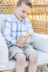 Image 4 of Baby Chicks Easter themed minis