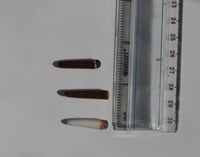 Image 5 of Miniature devil's lettuce wand