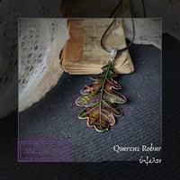 Image 20 of ☽ Quercus Robur ☾