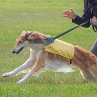 Image 3 of Custom Coursing Lead