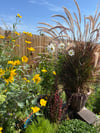 Happy Summertime Garden - 11” X 14” Canvas Print