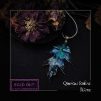 Image 9 of ☽ Quercus Rubra ☾