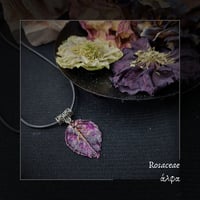 Image 9 of ☽ Rosa ☾