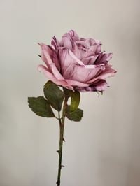 Image 2 of 'Heather' Mauve Single Rose Stem