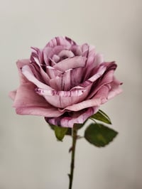 Image 3 of 'Heather' Mauve Single Rose Stem