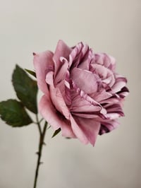 Image 4 of 'Heather' Mauve Single Rose Stem