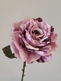 Image 5 of 'Heather' Mauve Single Rose Stem