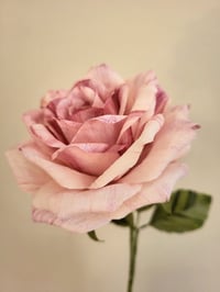 Image 4 of ' Betty ' Soft Pink Single Rose Stem