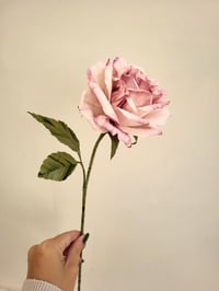 Image 5 of ' Betty ' Soft Pink Single Rose Stem