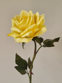 Image 1 of 'Bee' Yellow Single Stem Rose
