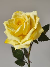 Image 2 of 'Bee' Yellow Single Stem Rose