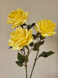 Image 3 of 'Bee' Yellow Single Stem Rose