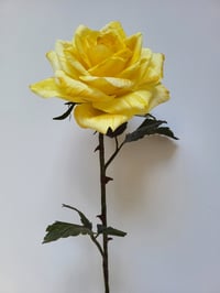 Image 4 of 'Bee' Yellow Single Stem Rose