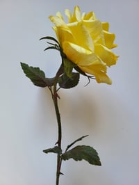 Image 5 of 'Bee' Yellow Single Stem Rose