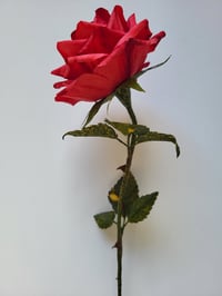 Image 3 of 'Sarah' Red Single Stem Rose