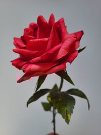 Image 2 of 'Sarah' Red Single Stem Rose