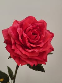 Image 4 of 'Sarah' Red Single Stem Rose