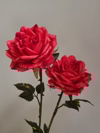 Image 5 of 'Sarah' Red Single Stem Rose