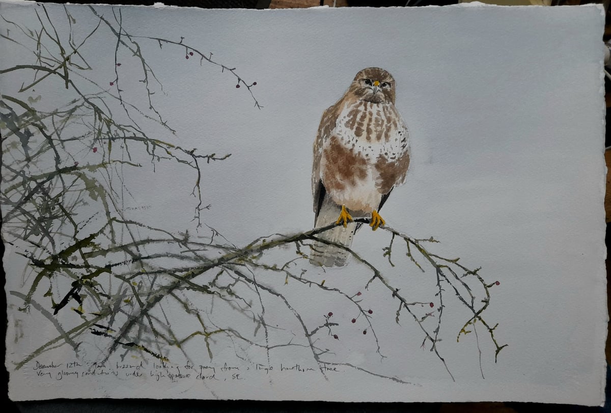 Image of Buzzard in hawthorn