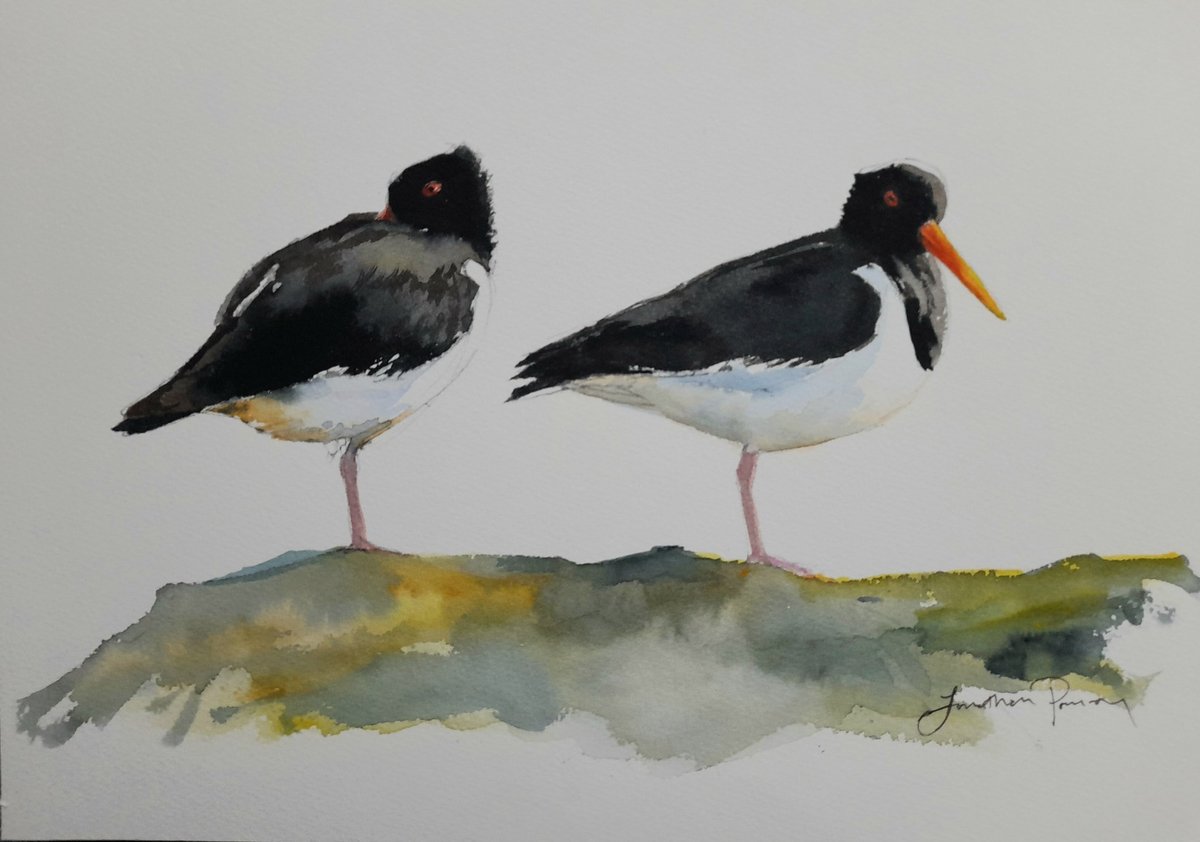 Image of Oystercatcher pair resting 