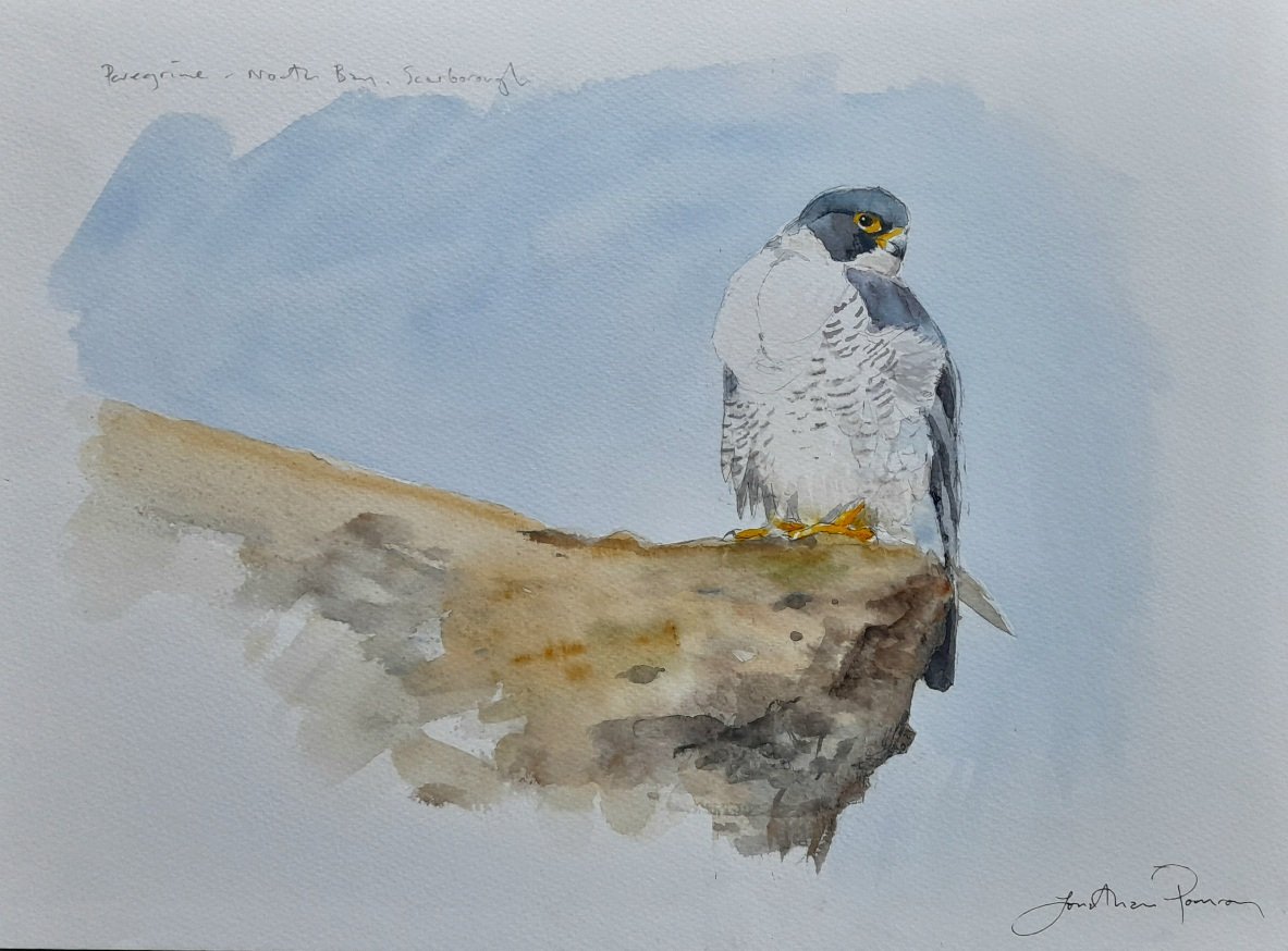 Image of Peregrine at Marine Drive, Scarborough