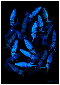 Image 1 of Bioluminescent Firefly Squids Fine Art Print