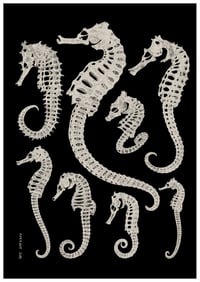 Image 1 of Seahorse Skeleton Collection Fine Art Print