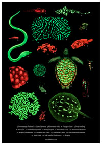 Image 1 of Coral Reef Biofluorescence Poster Fine Art Print