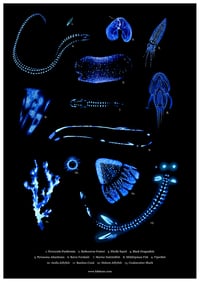 Image 1 of Deep Sea Bioluminescence Poster Fine Art Print