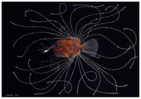 Image 1 of Deep Sea Anglerfish Life Size Illustration Fine Art Print