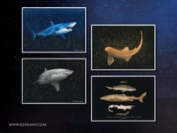 Image 2 of Great White Shark Fine Art Print