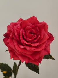 Image 1 of 'Sarah' Red Single Stem Rose