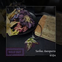 Image 3 of ☽ Sorbus Aucuparia ☾
