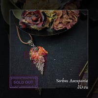 Image 5 of ☽ Sorbus Aucuparia ☾