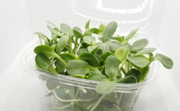 Image of 16 oz. Sunflower Microgreens