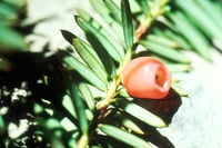 Image 1 of Pacific Yew : Taxus brevifolia