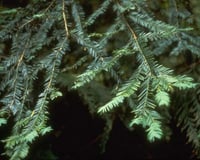 Image 2 of Pacific Yew : Taxus brevifolia