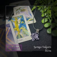 Image 4 of ☽ Syringa Vulgaris ☾