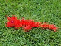 Image 1 of Baby Red/Orange Alicorn Dragon
