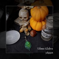 Image 1 of ☽ Ulmus Glabra ☾