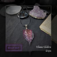 Image 3 of ☽ Ulmus Glabra ☾