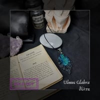 Image 4 of ☽ Ulmus Glabra ☾
