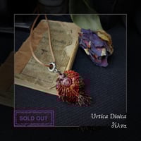 Image 5 of ☽ Urtica Dioica ☾