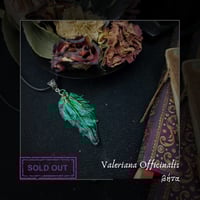Image 2 of ☽ Valeriana Officinalis ☾