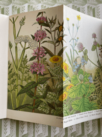 Image 6 of Naturescope Book 4 by Paxton Chadwick